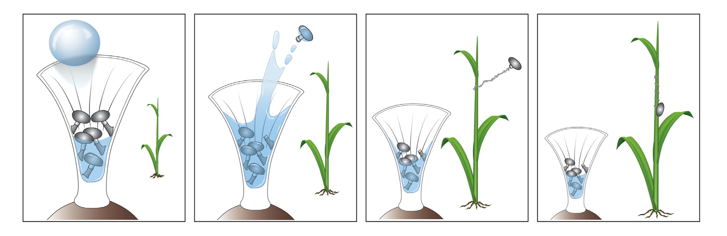 Unfolding the strategies of different bird’s nest fungi