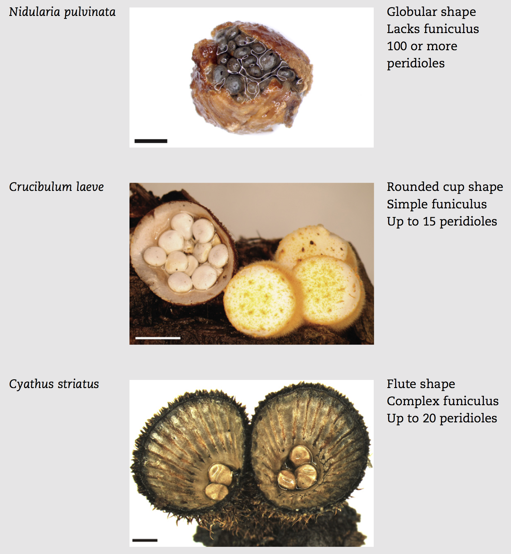 Unfolding the strategies of different bird’s nest fungi