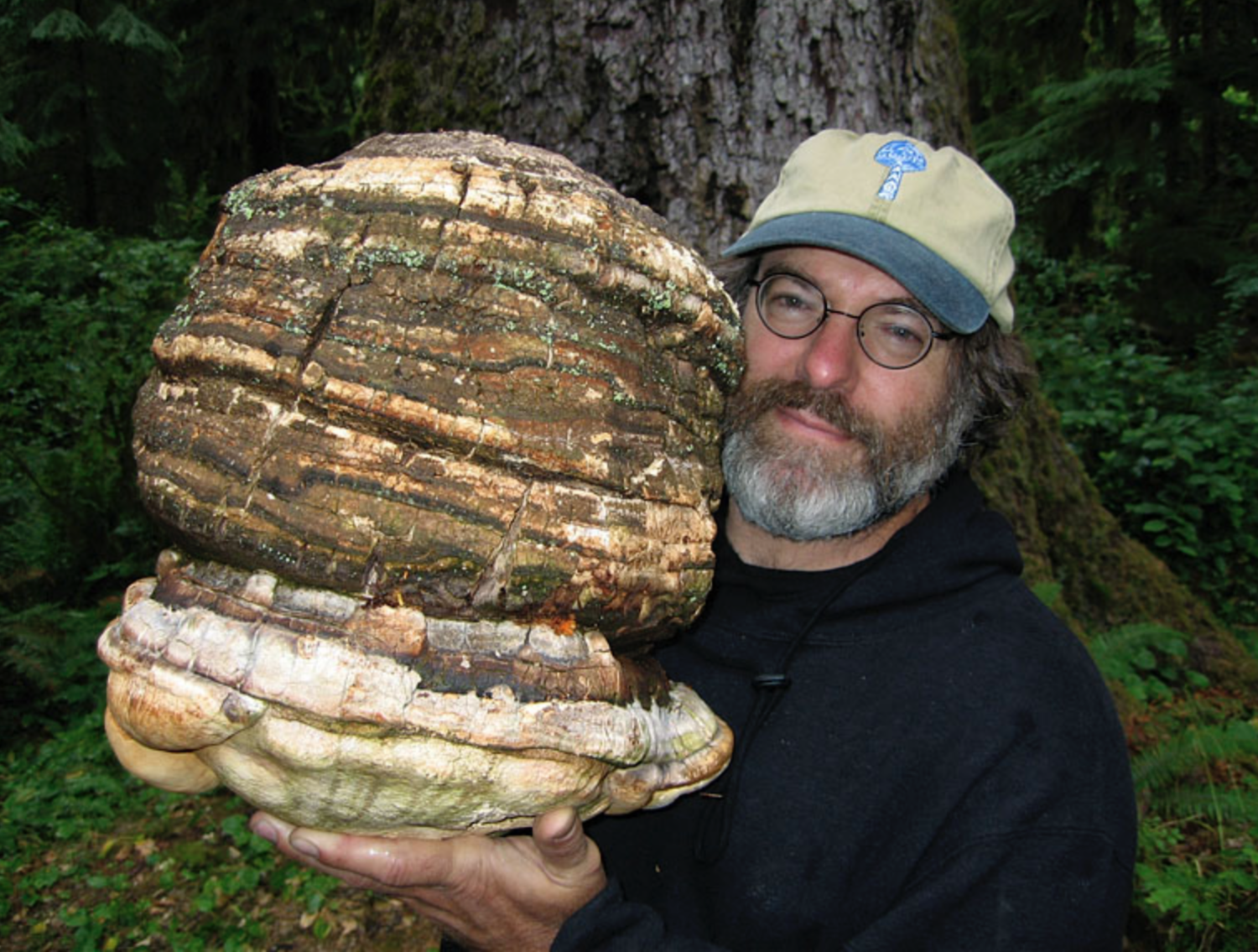 Paul Stamets, American mycologist holding an Agarikon mushroom. 