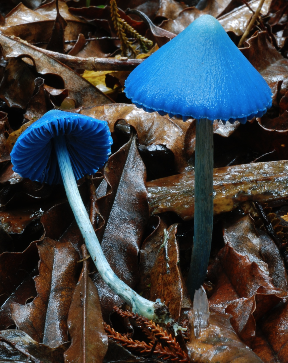 Fungi Friday; The of the blue nature-Entoloma hochstetteri