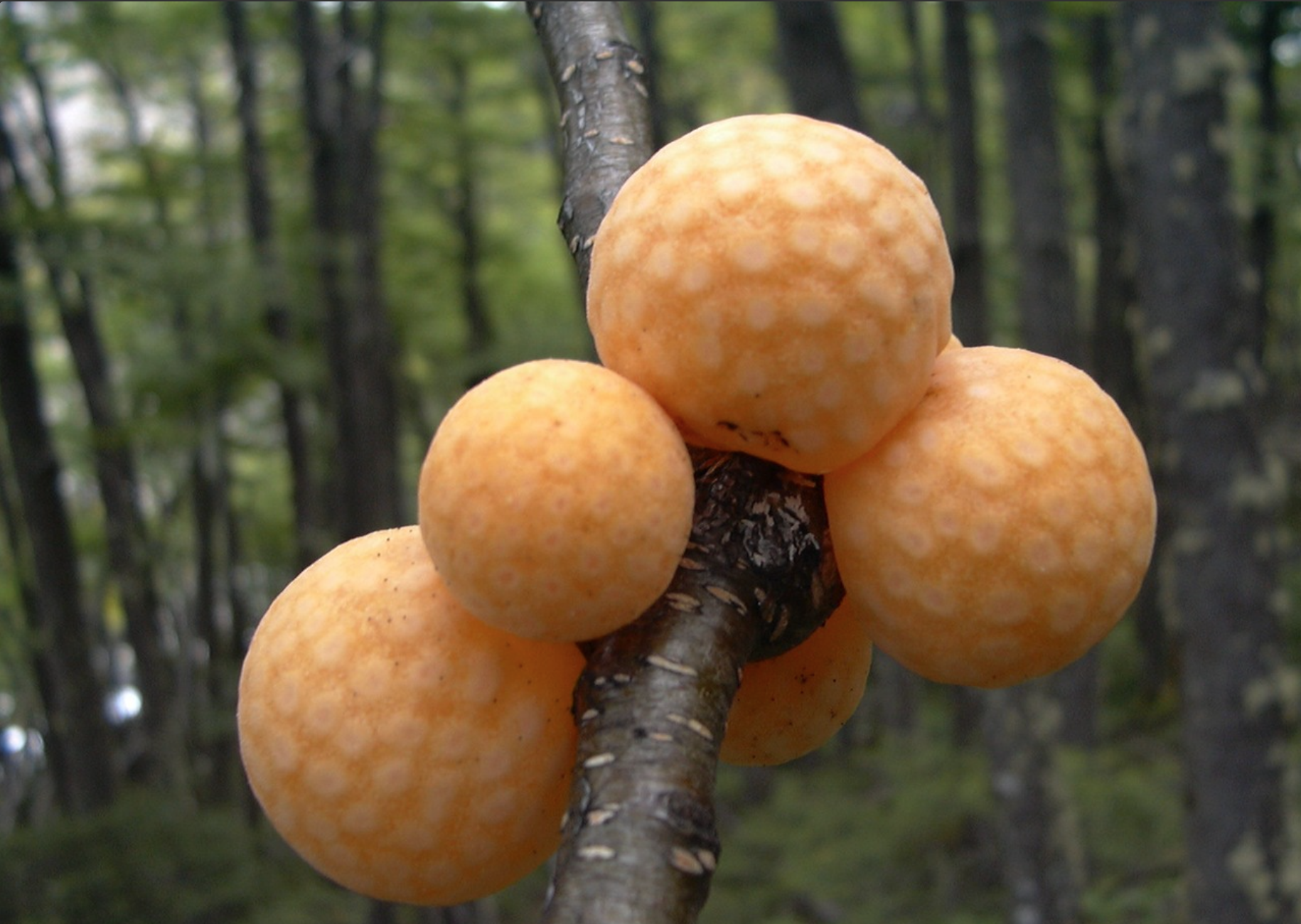 Fungi FridayDarwin’s golfball fungus; Cyttaria darwinii