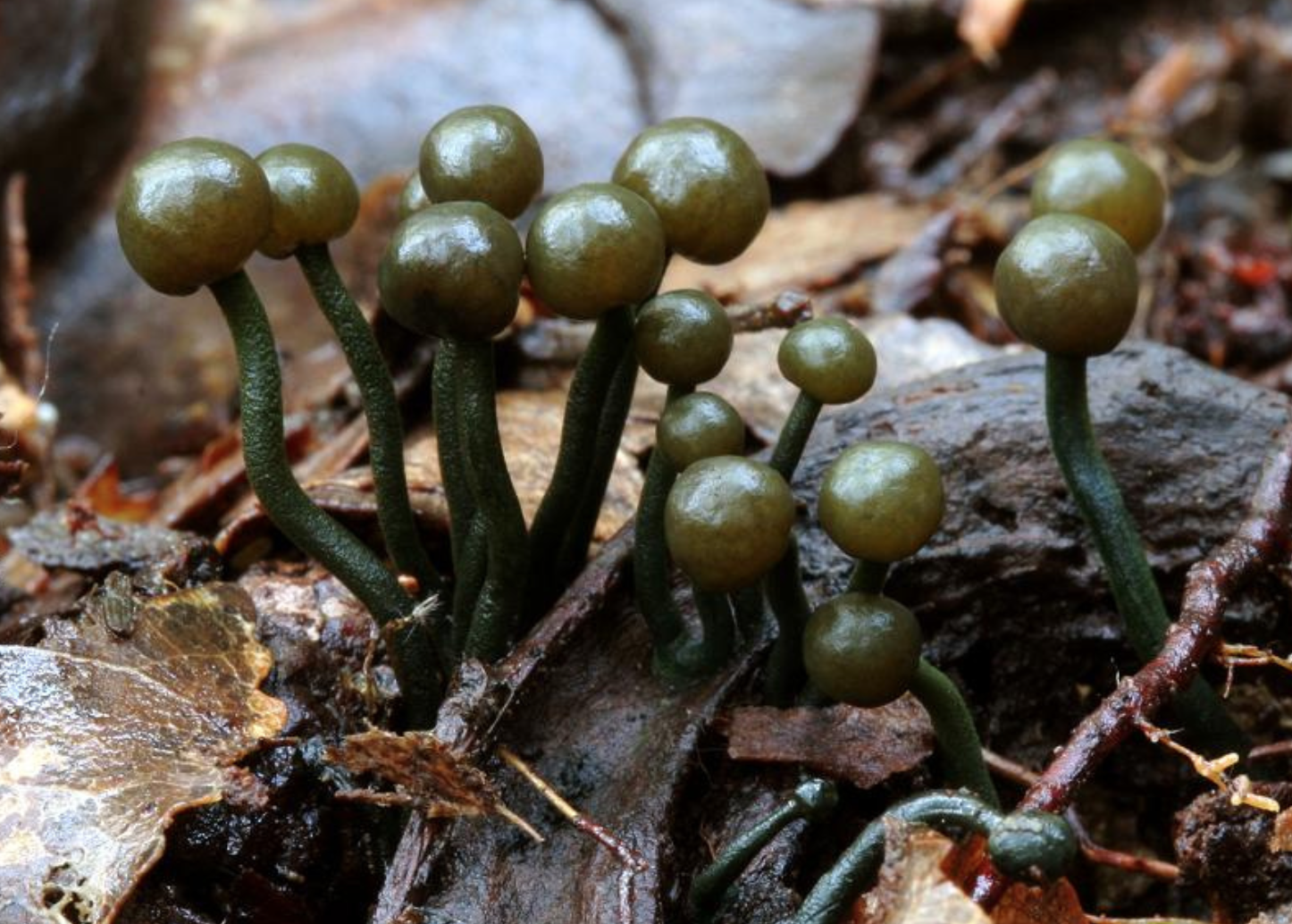 Fungi Friday; an exotic aquatic fungus from New Zealand