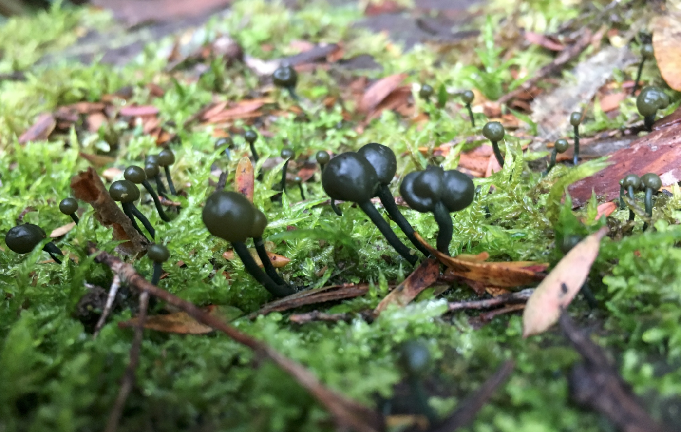 Fungi Friday; an exotic aquatic fungus from New Zealand