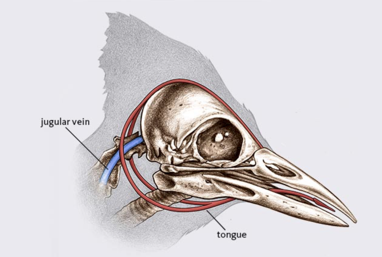 Functional ecology; Woodpeckers as keystone species