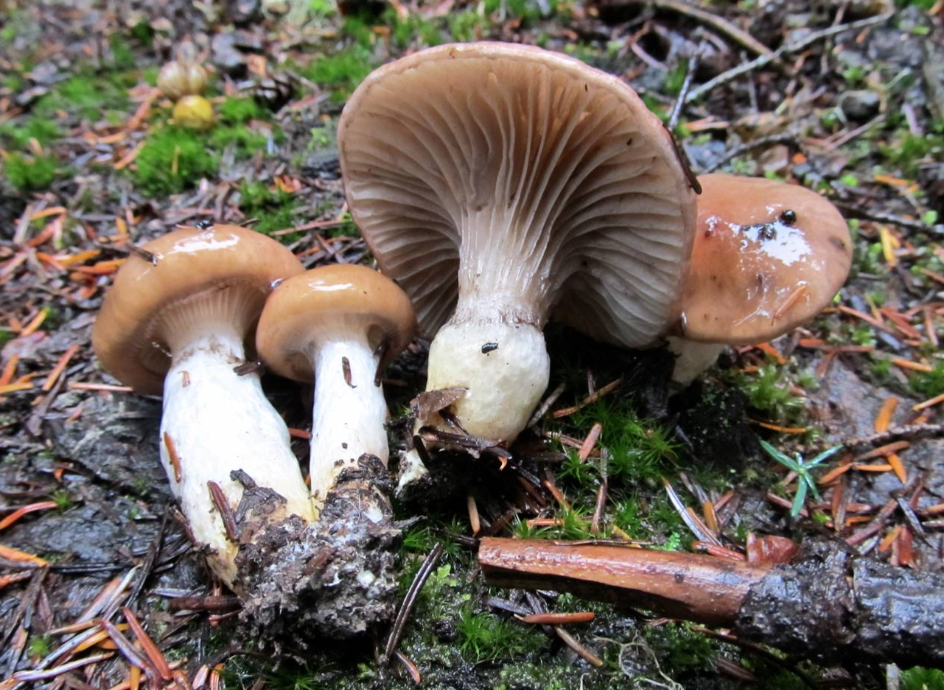 Гриб мокруха пурпуровая. Мокруха еловая пурпурная. Мокруха желтоногая. Мокруха еловая. Мокруха виды.