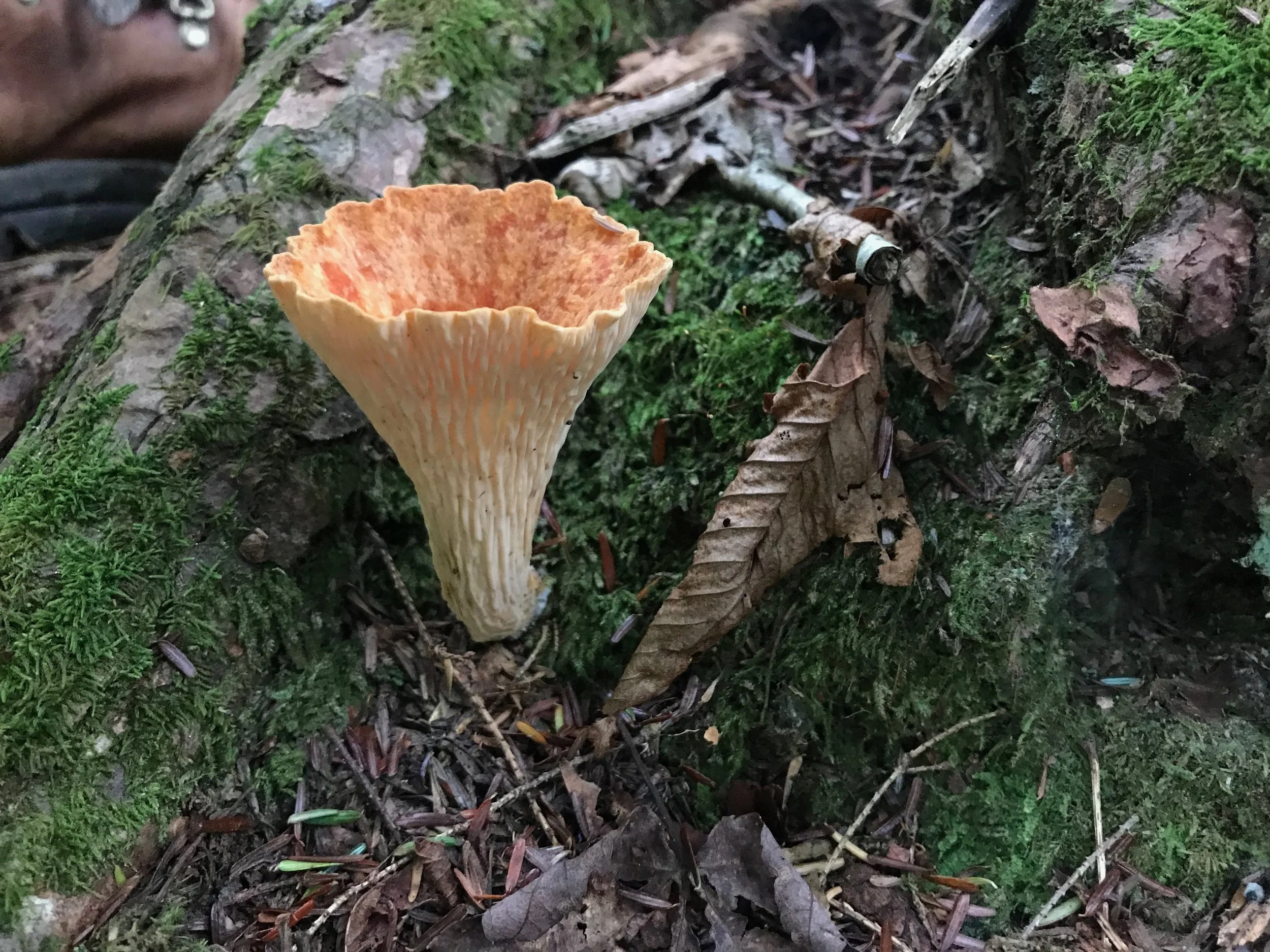 Fungi Friday; Turbinellus floccosus, the wooly chanterelle