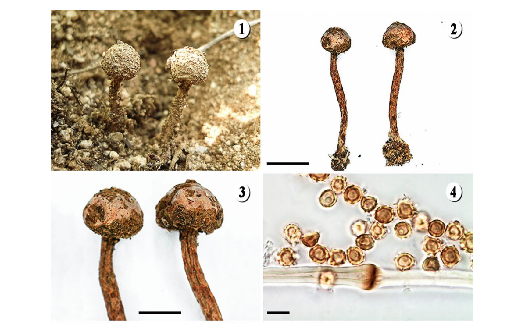Fungi Friday; Tulostoma rufescens
