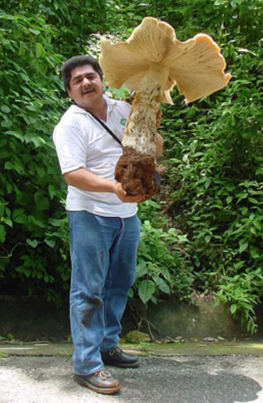 Macrocybe titans    Copyright © 2007 El Colegio de la Frontera Sur (Ecosur)