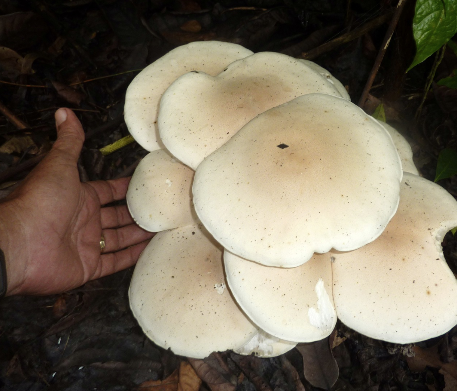 Macrocybe titans  found in Panama Province, Panama by  Eduardo A. Esquivel Rios .