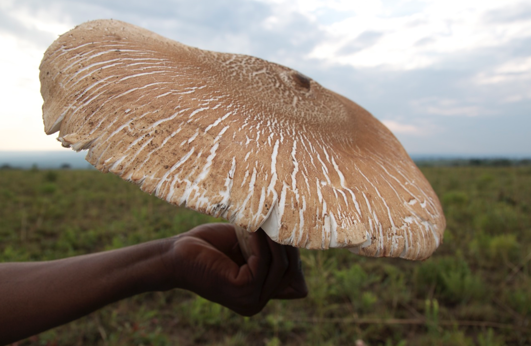 The equally impressive   Termitomyces titanicus     found throughout termite inhabiting savanna ecosystems in Africa.