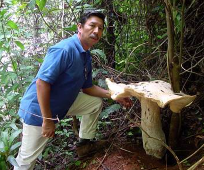 Macrocybe titans   Copyright © 2007 El Colegio de la Frontera Sur (Ecosur)