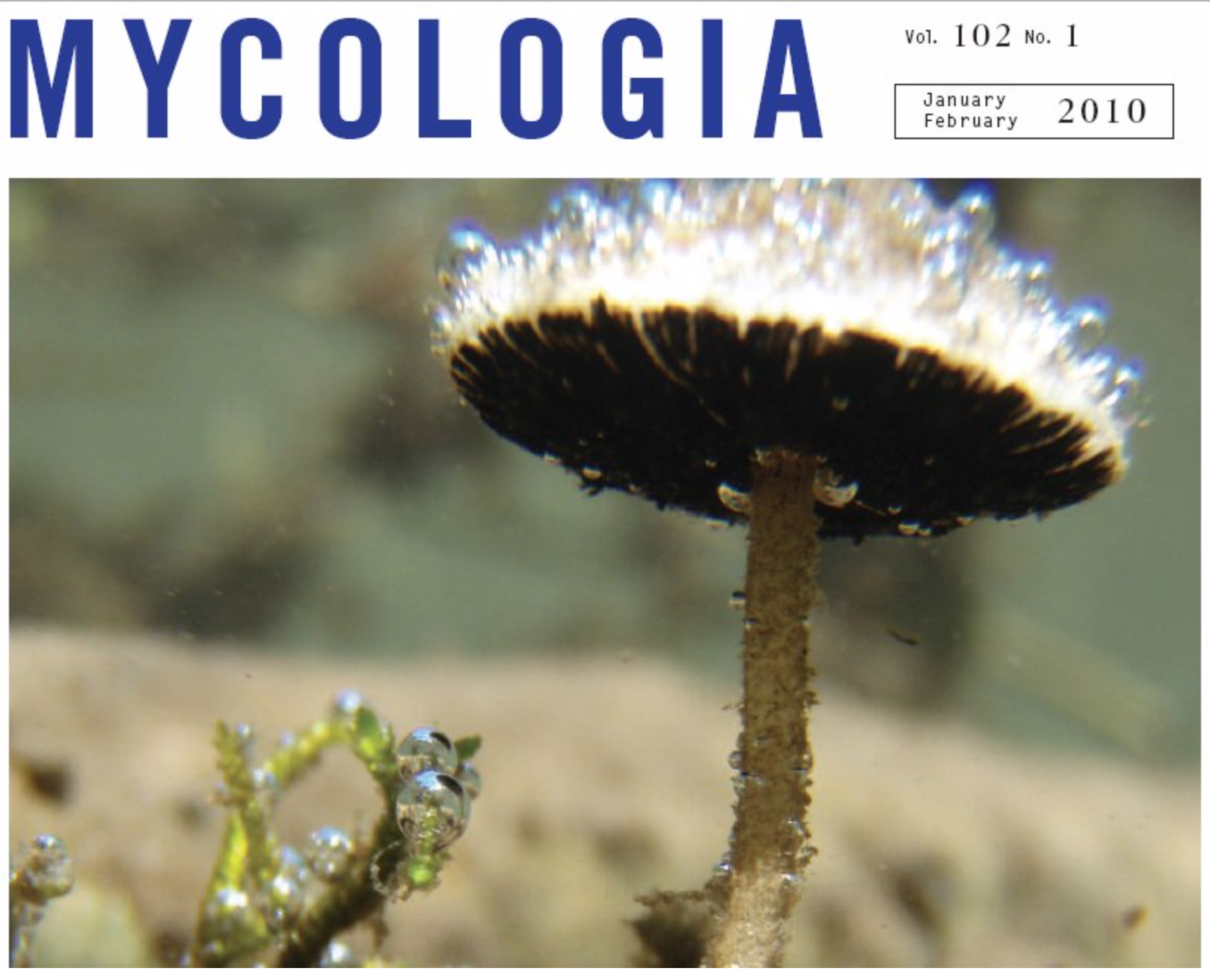 The aquatic gilled mushroom; Psathyrella aquatica.