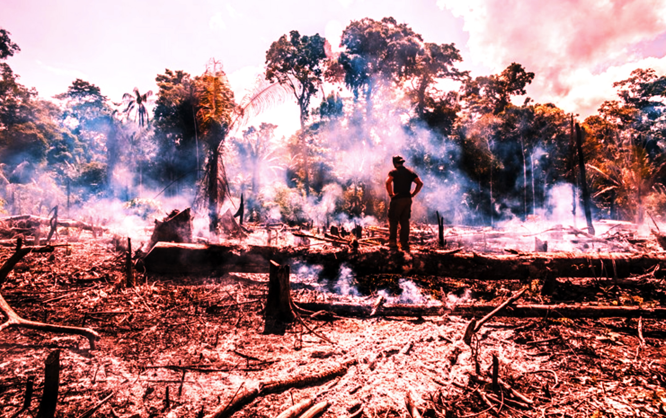 The Amazon forest fires