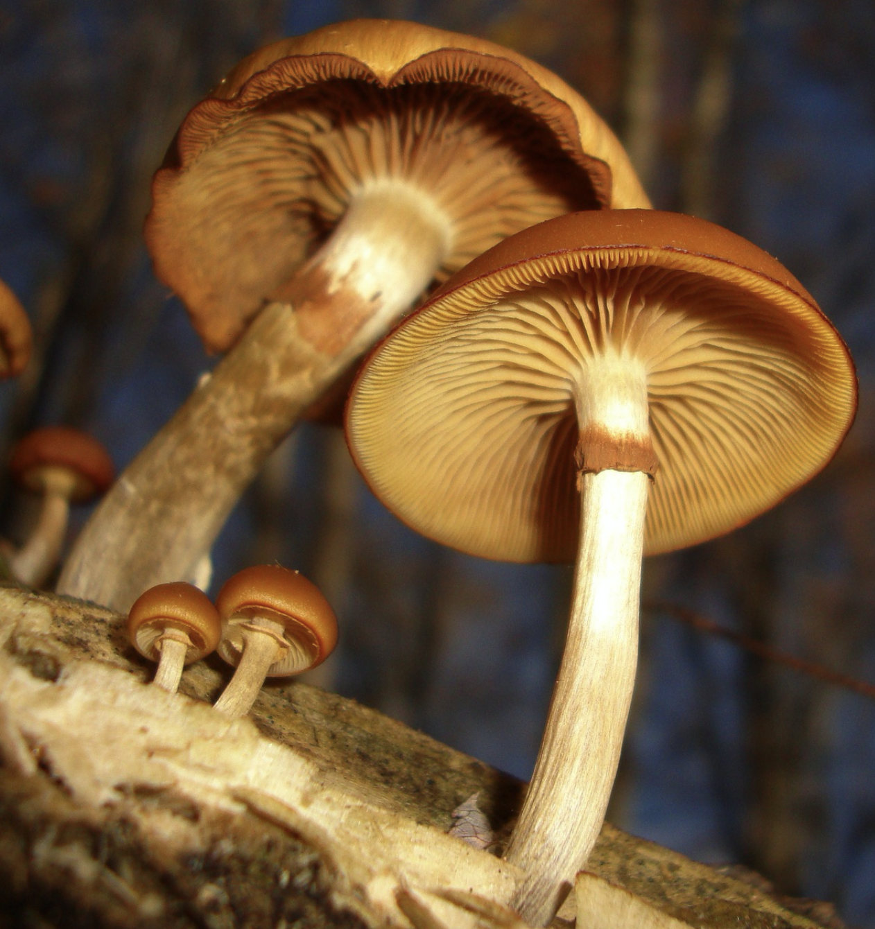 The deadly Galerina