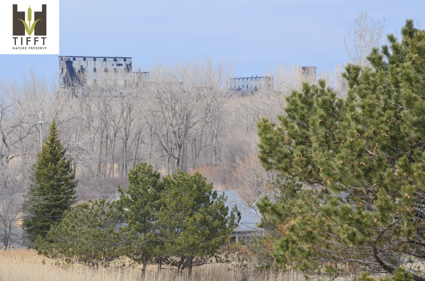 When one visits Tifft Nature Preserve, the succession of different forest species can easily be seen.