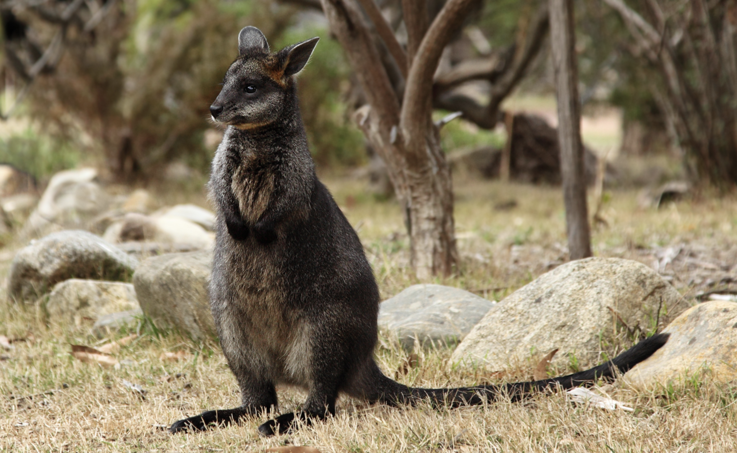 The Swamp Wallaby (Wallabia bicolor)