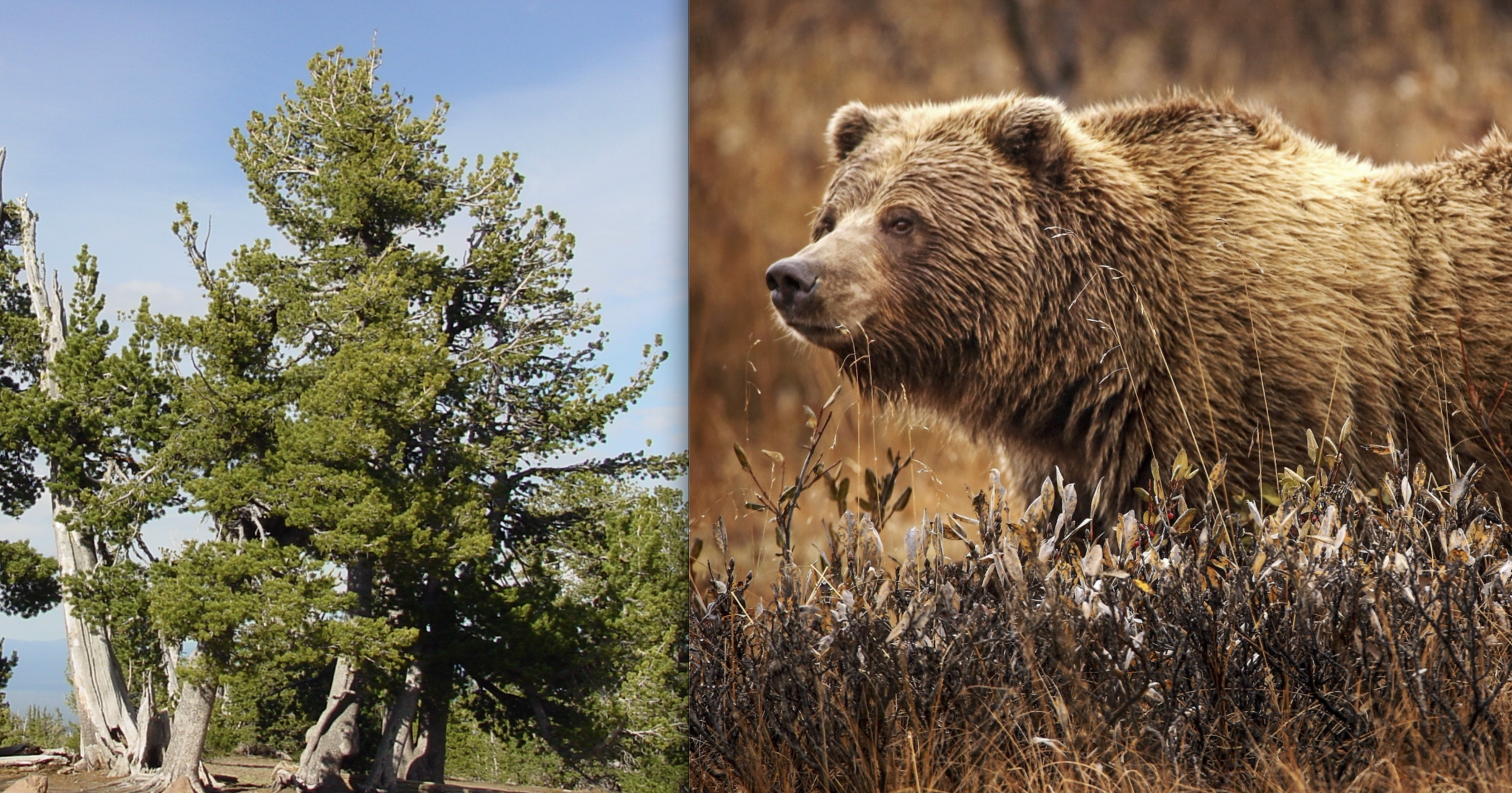Grizzly Whitebark pine.png