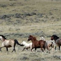 America's Wild Horses