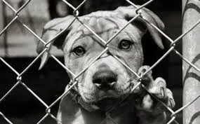 This dog will never go up for a adoption in the pound because of his breed. Our Sanctuary will provide him a permanent home outside a cage. We appreciate your help! DONATE