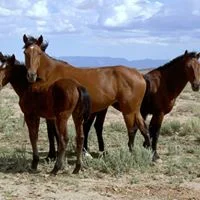 With Your Help We Can Save Them from Slaughter