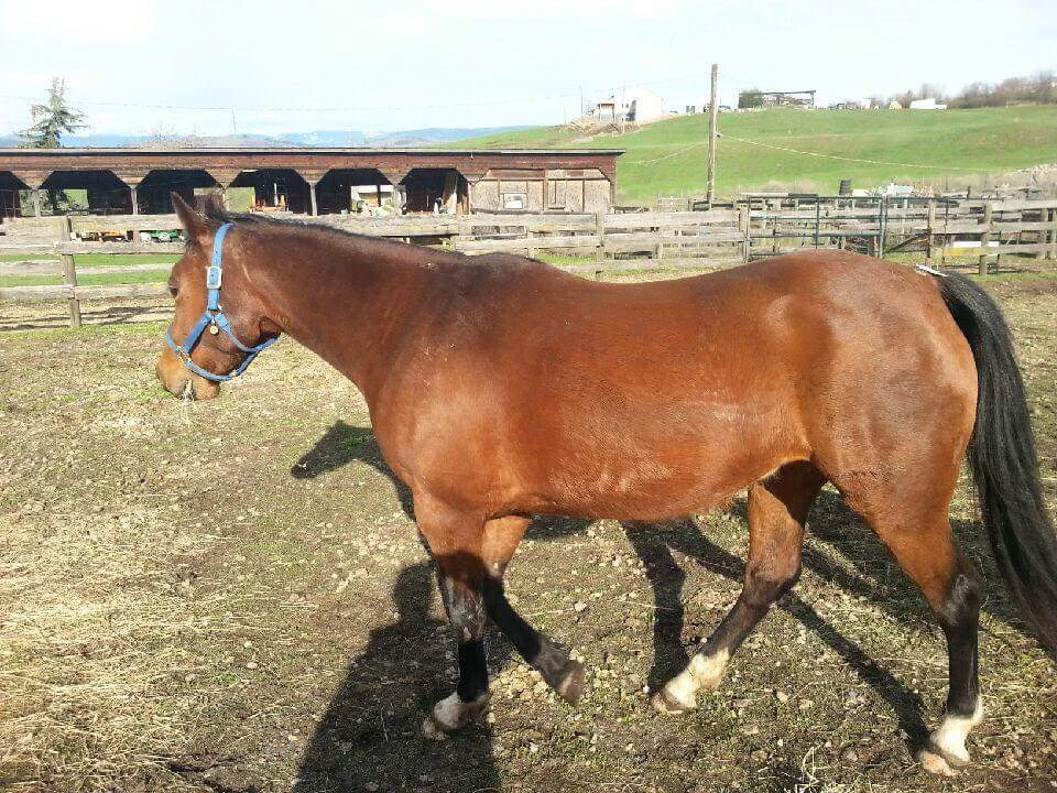 Sanctuary for Slaughter Bound Horses