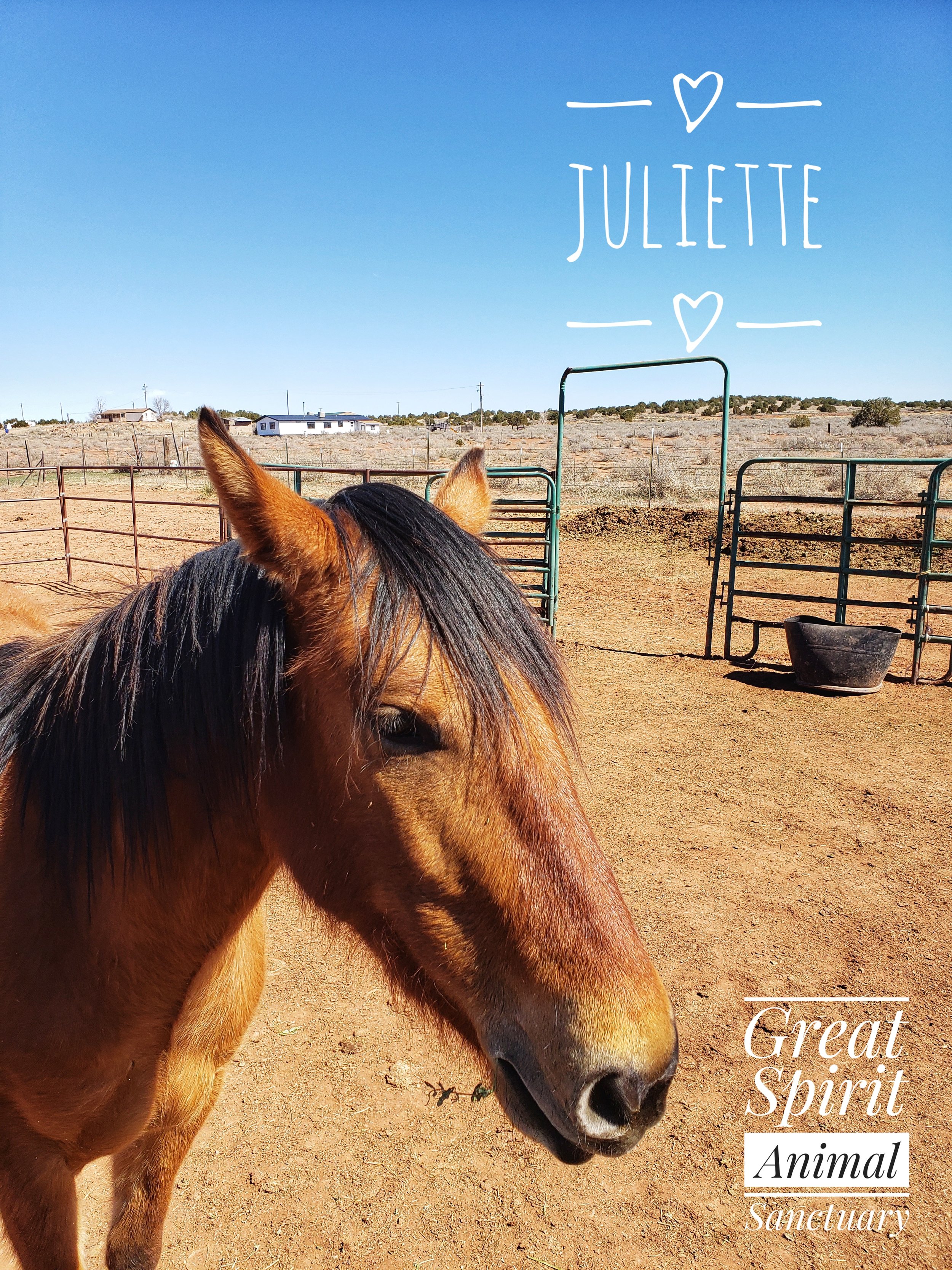 Juliette1.jpeg