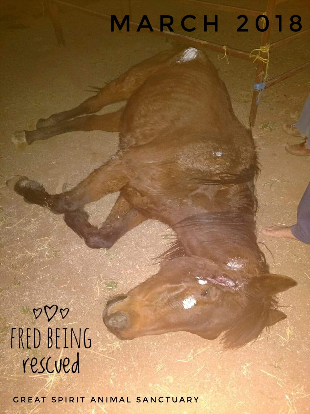 Fred1.jpeg