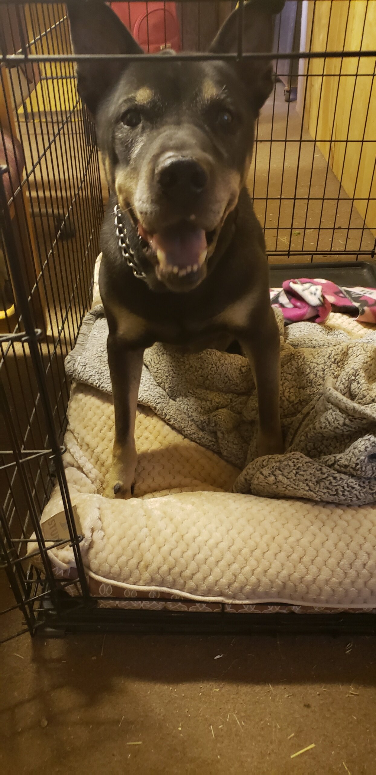 Bruiser 6.jpeg