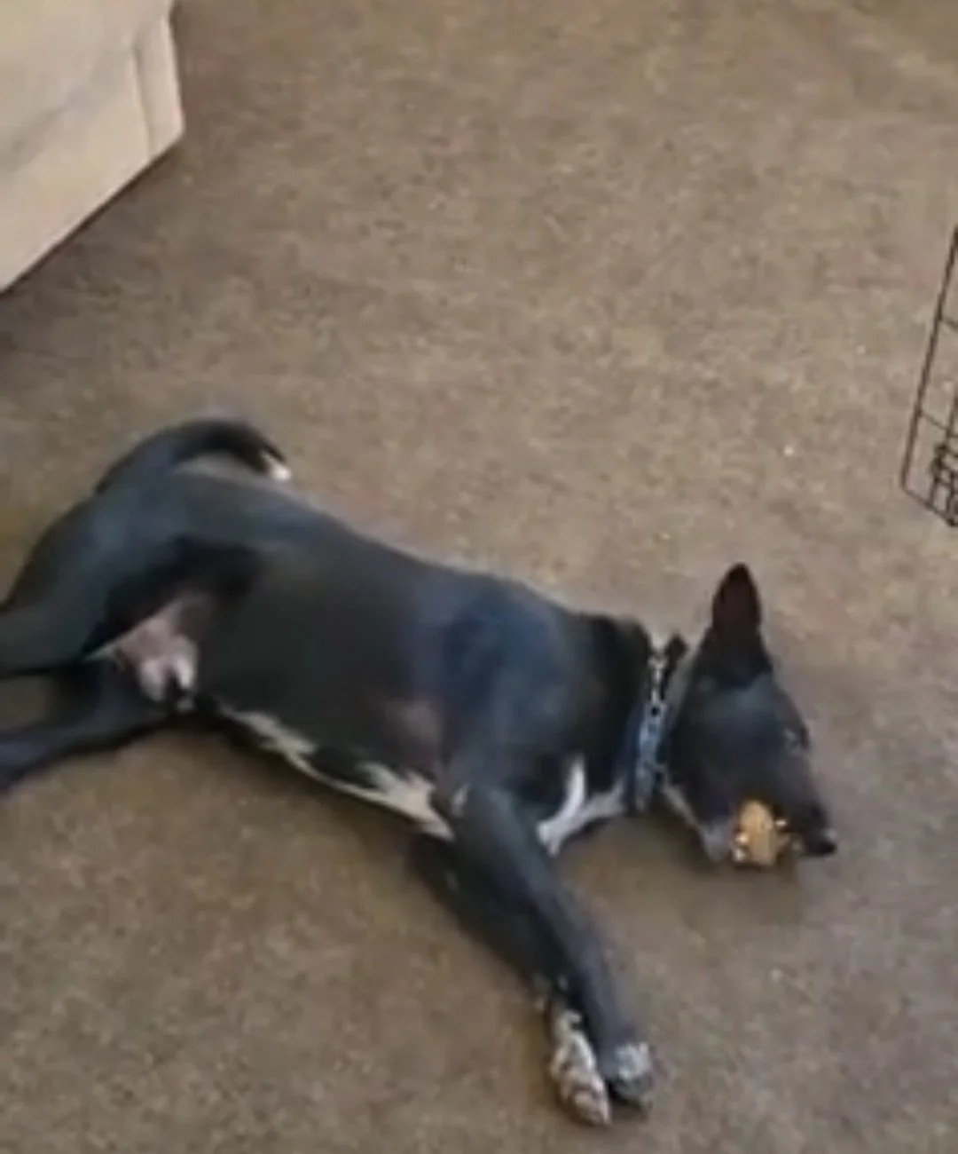 Levi loves to play ball