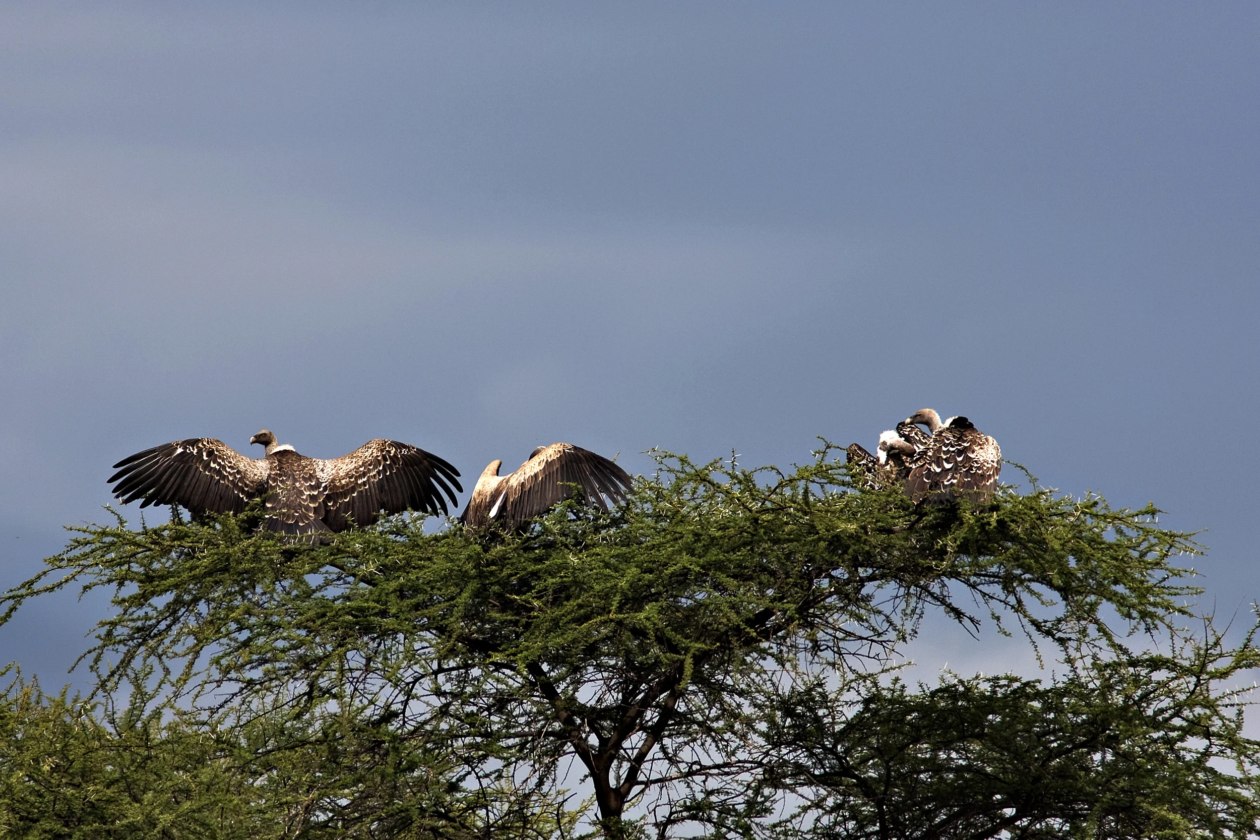 africaWeb3.jpg