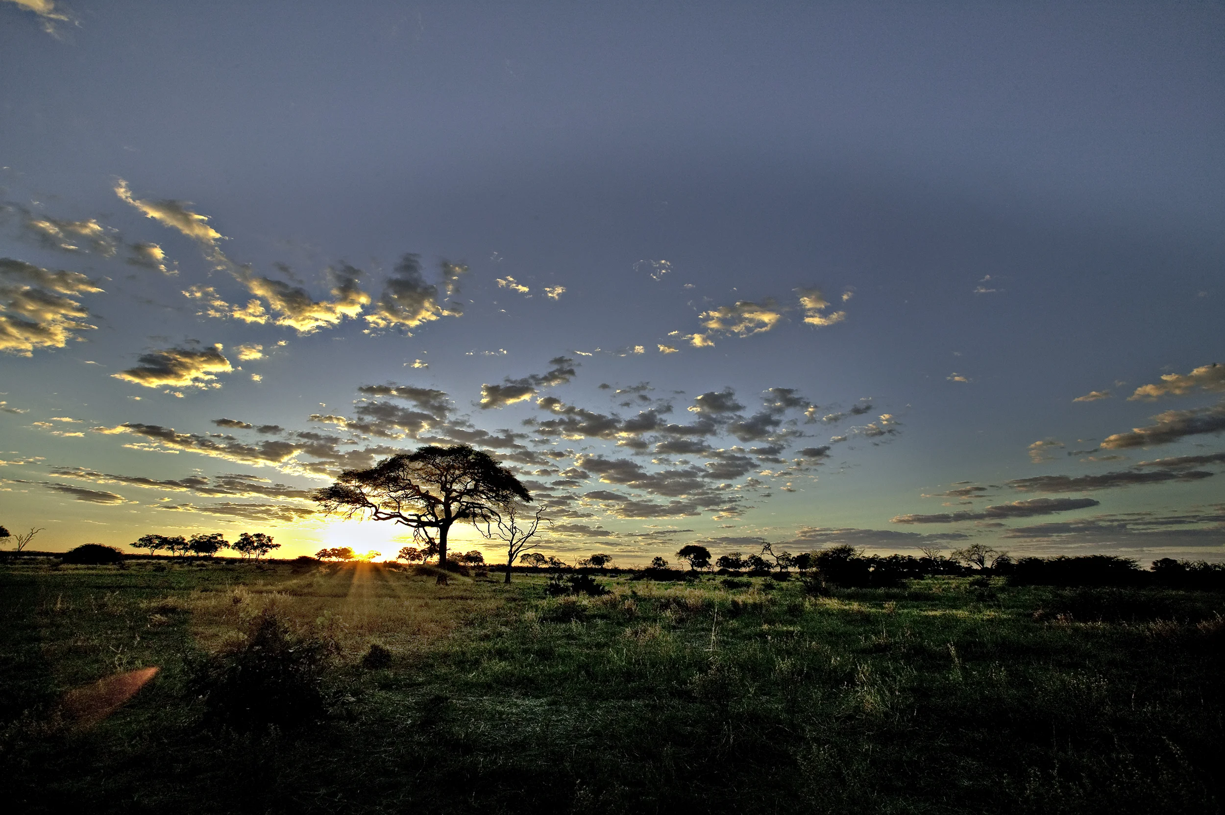 africaWeb11.jpg