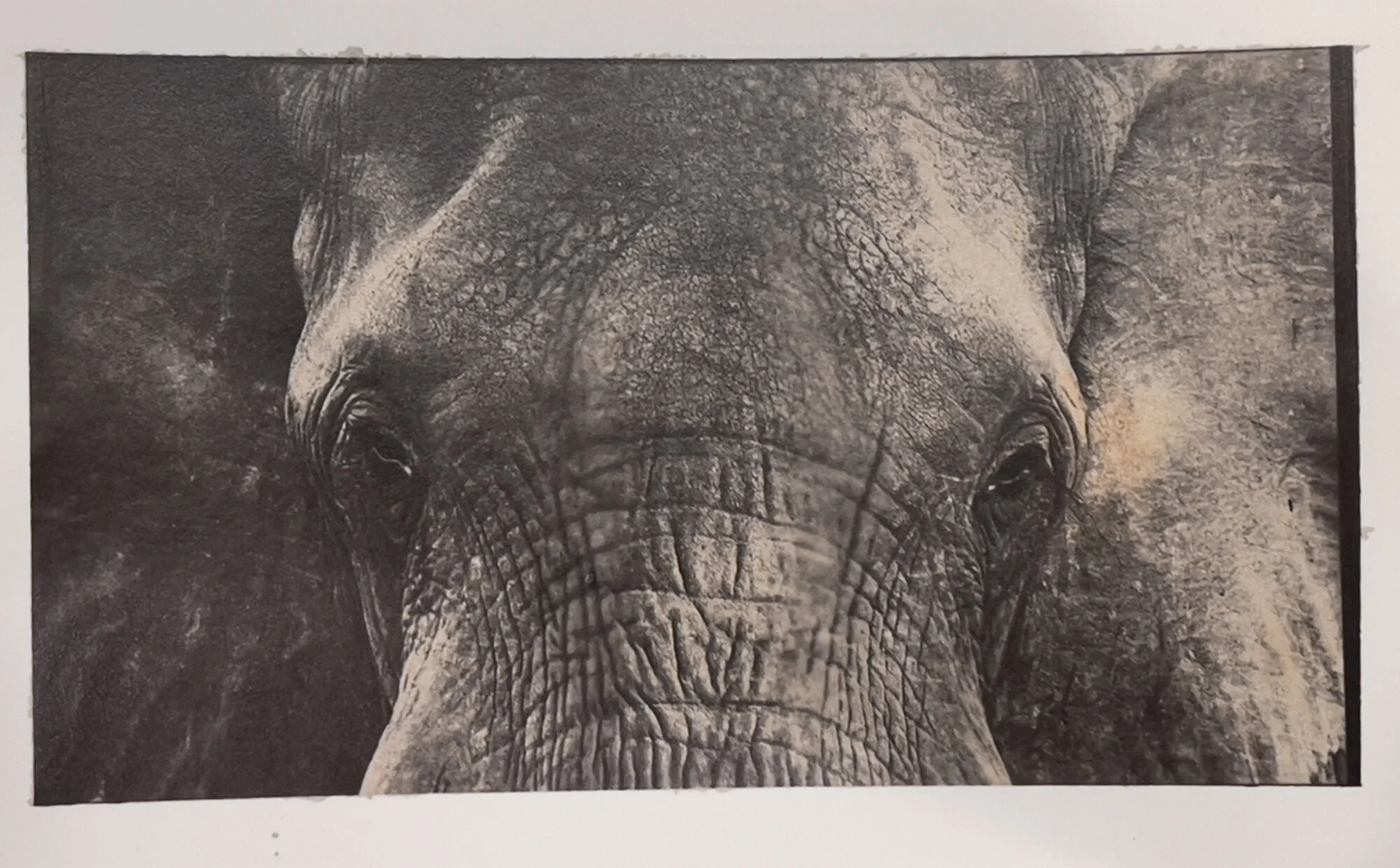 CyndeeHoward_Elephant_Albumen_2.jpg