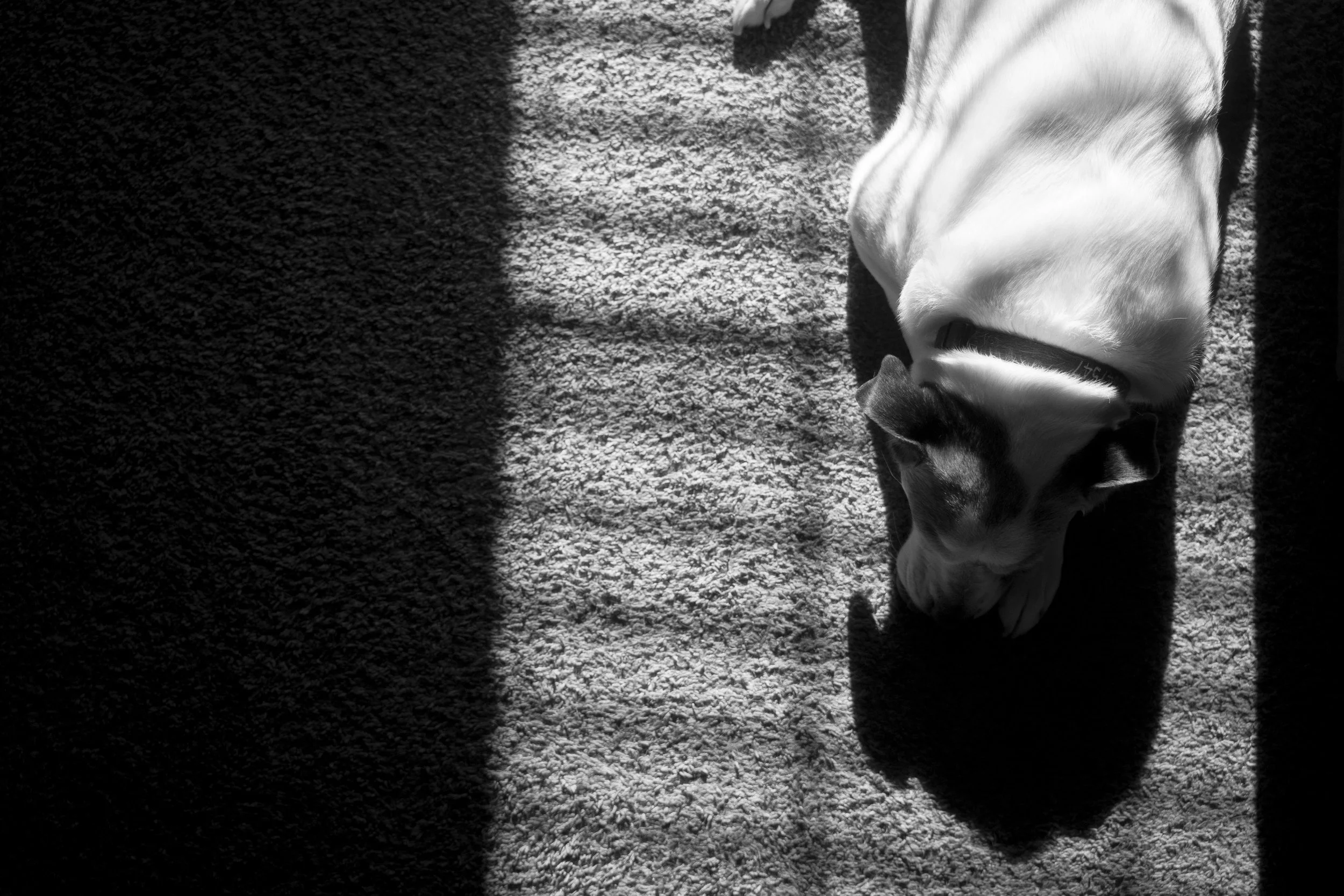 A dogs day