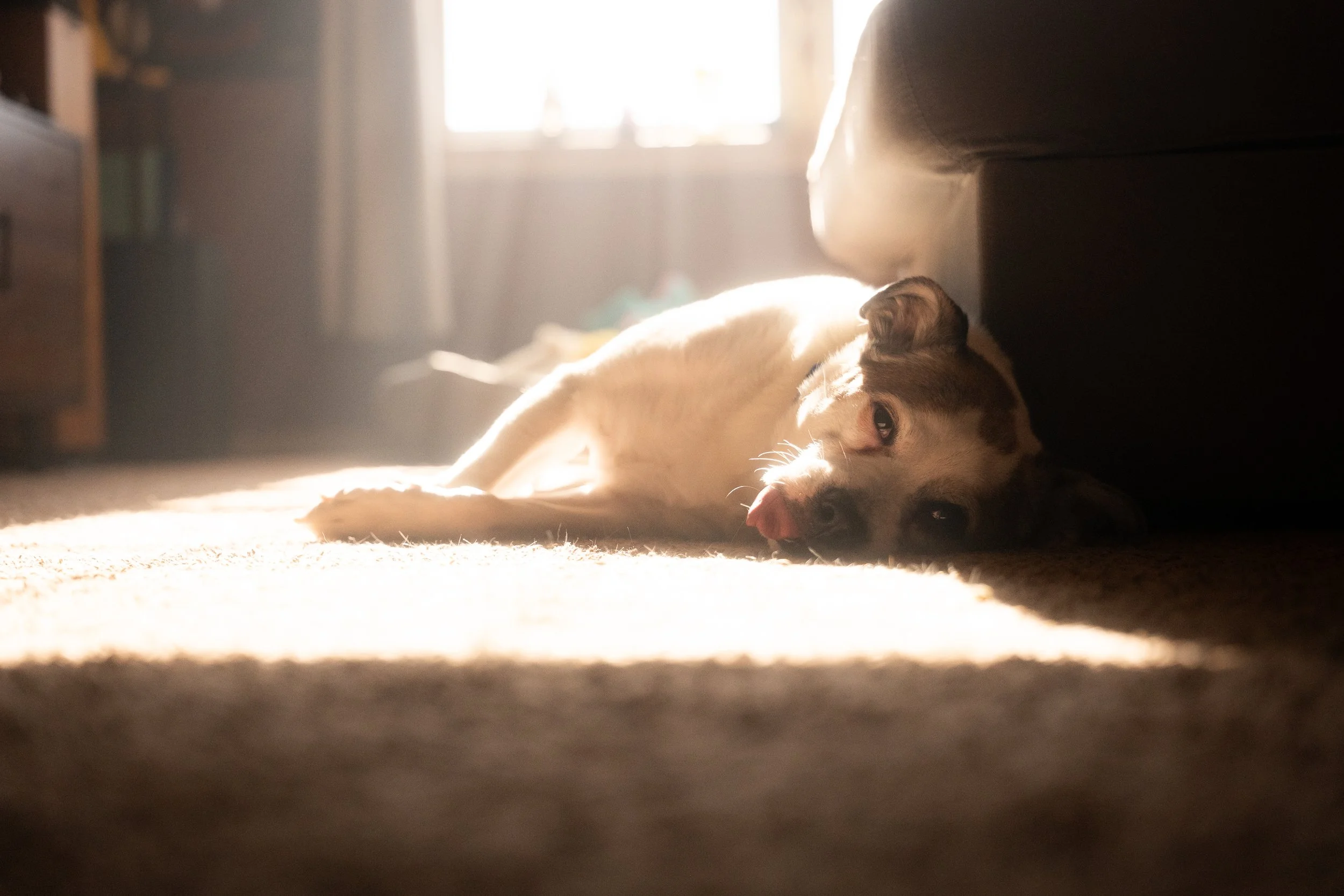 A Dogs Day II