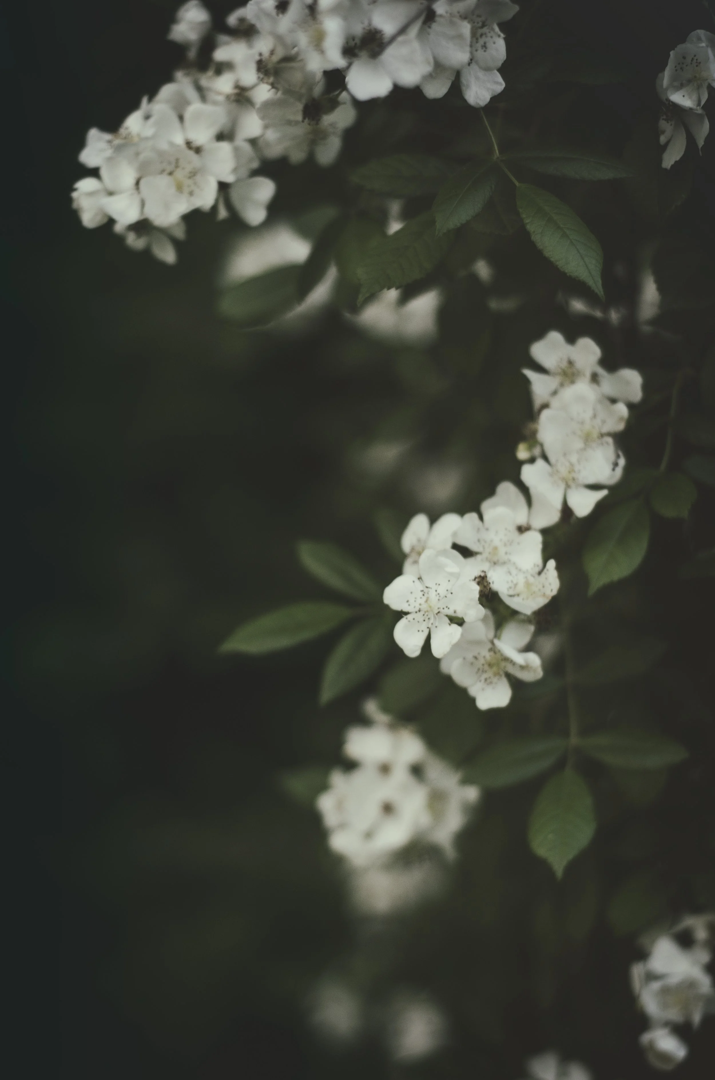 Melancholic Flowers