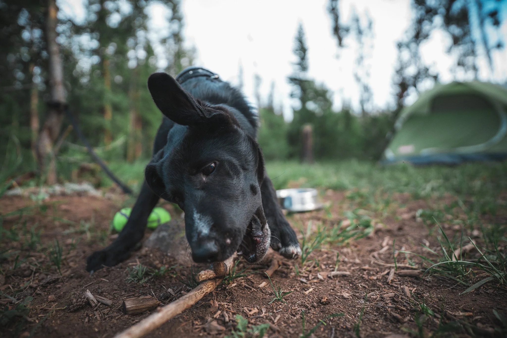 Fetch