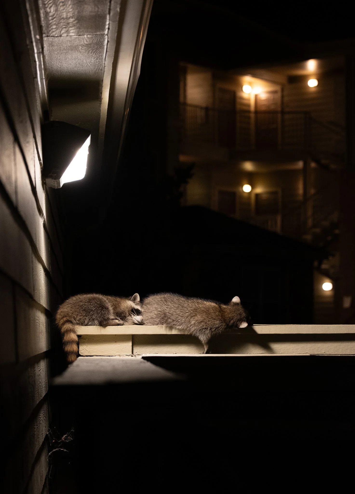 Cozy Raccoons