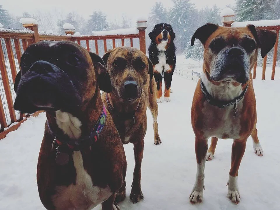 Dogs_Snow.jpg