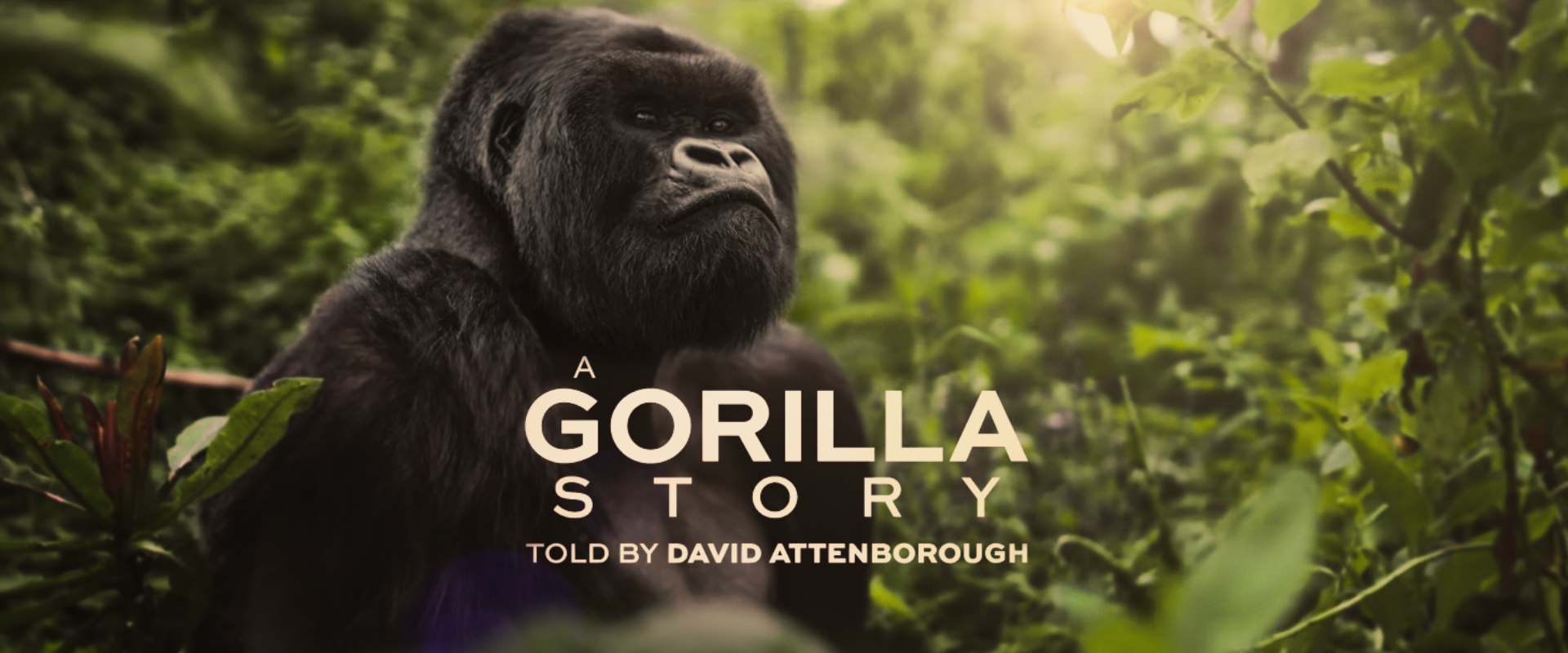 AGorillaStory_Netflix-1.png