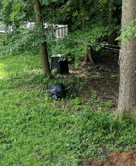 Aragog in the Forbidden Forest
