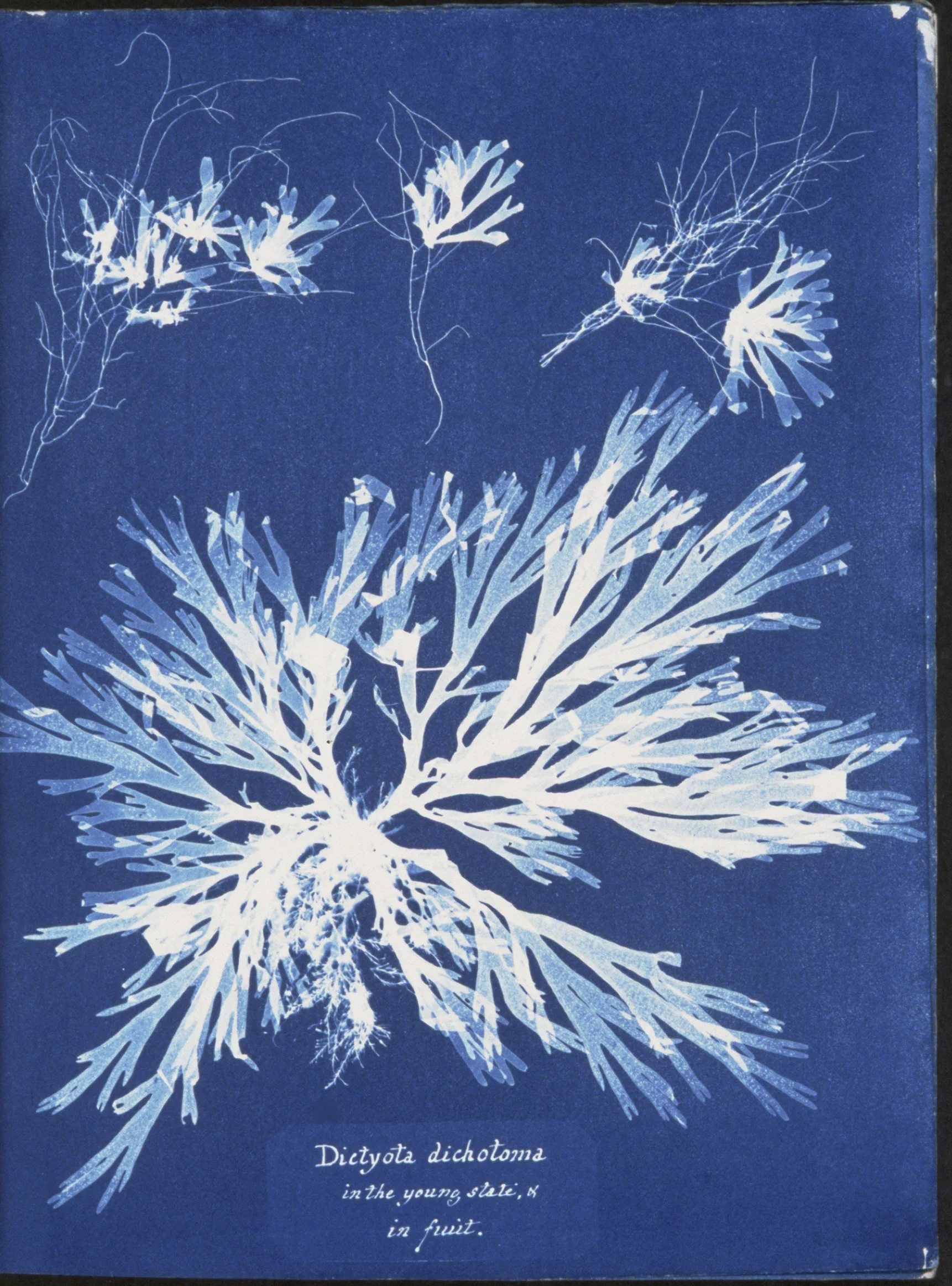 Atkins, A. (1849) Dictyota dichotoma, in the young state; and in fruit. Source: From The New York Public Library, available here . 