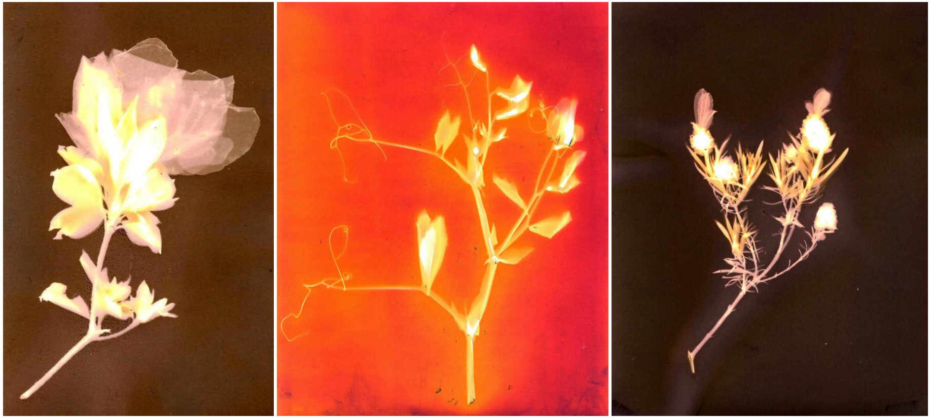 Source: LOMODESBRO via Lomography website (Accessible at: https://www.lomography.com/magazine/59543-lumen-printing)