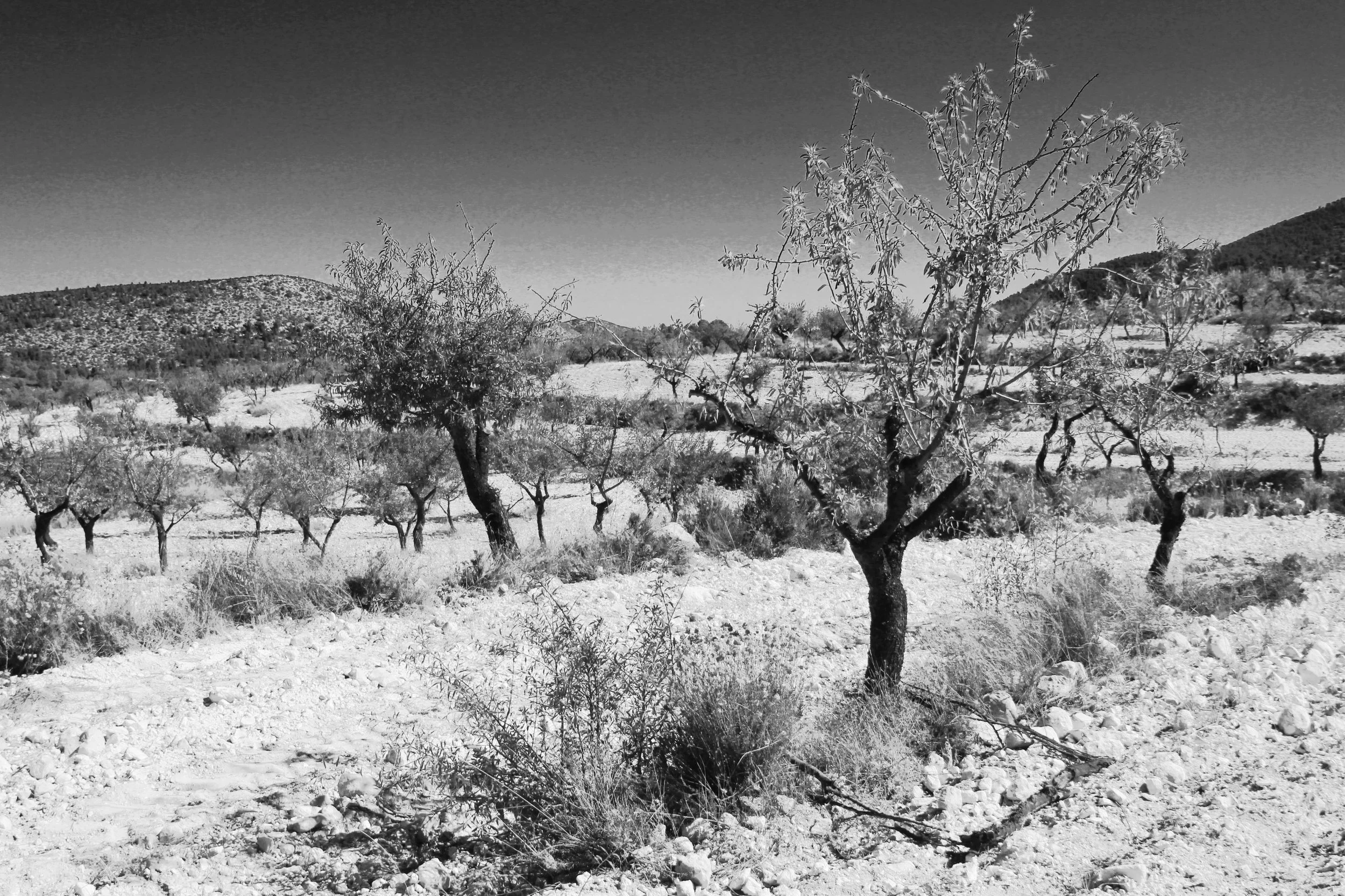 Quad 4 landscape low res.jpg