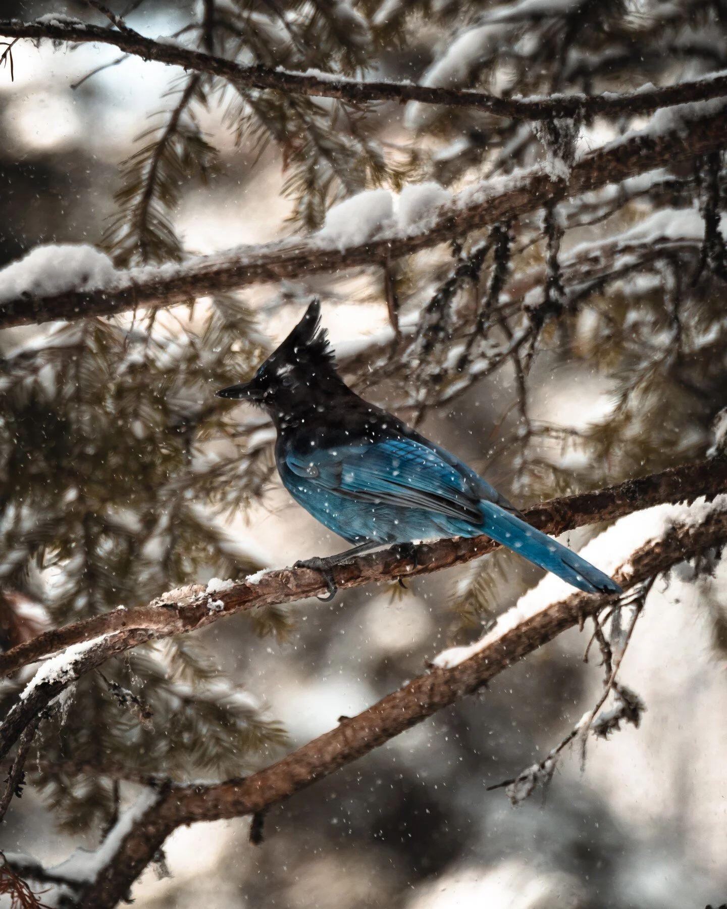 These guys are gorgeous assholes. 
#eclectic_shotz #cangeotravel #raw_wildlife #featured_wildlife #nature_brilliance #greatnatureohotos #igworldclub_nature #animals_captures #world_bestnature #bcwildlife #bcwildlifefederation #ukincanada #canadianwil