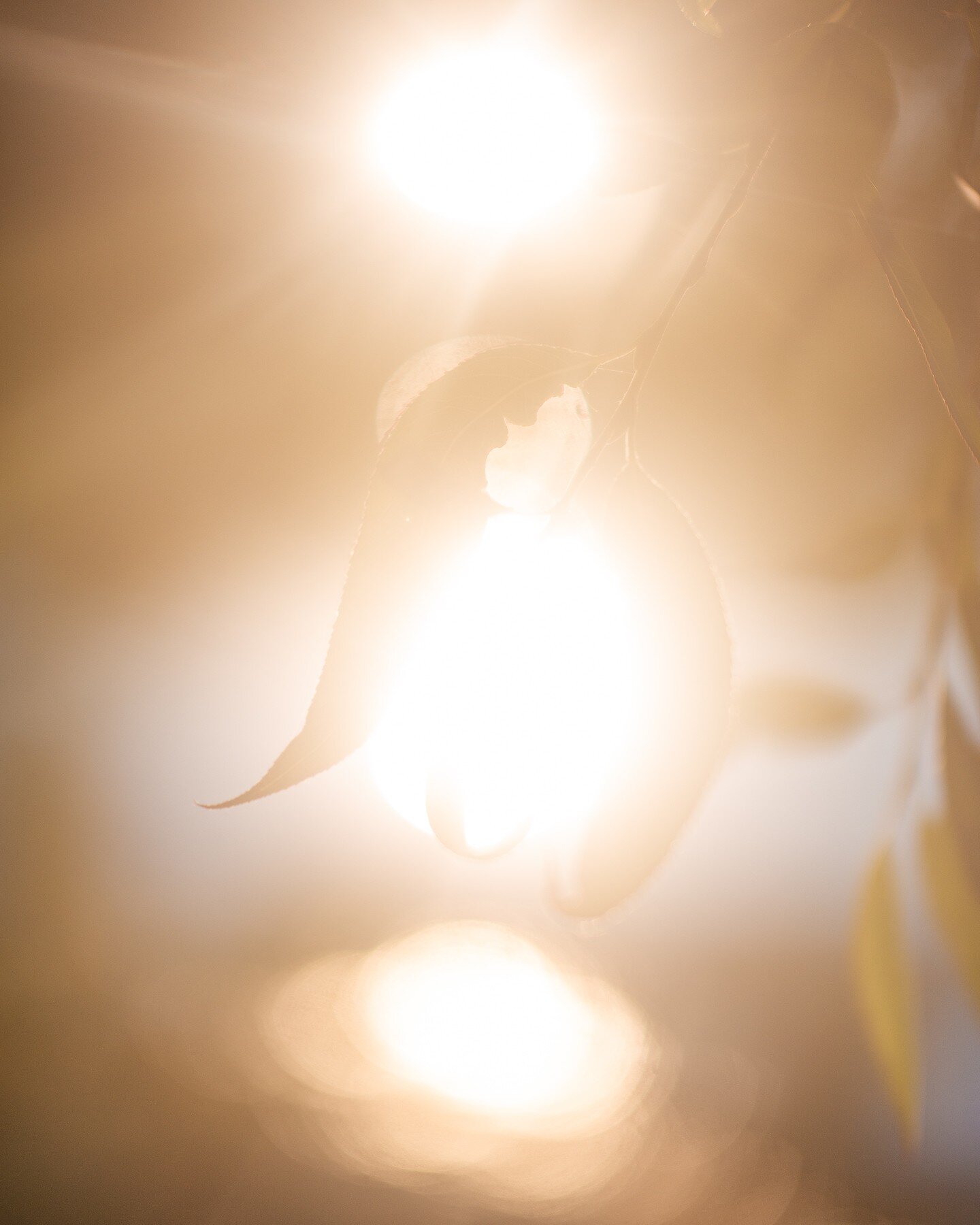 I completely stripped a broken 50mm lens I've had for a few years. I put only the elements back in place. No aperture blades, no contact strip, no internal rings, no focus. I pulled the element foward to minimize the focus distance. These are the res