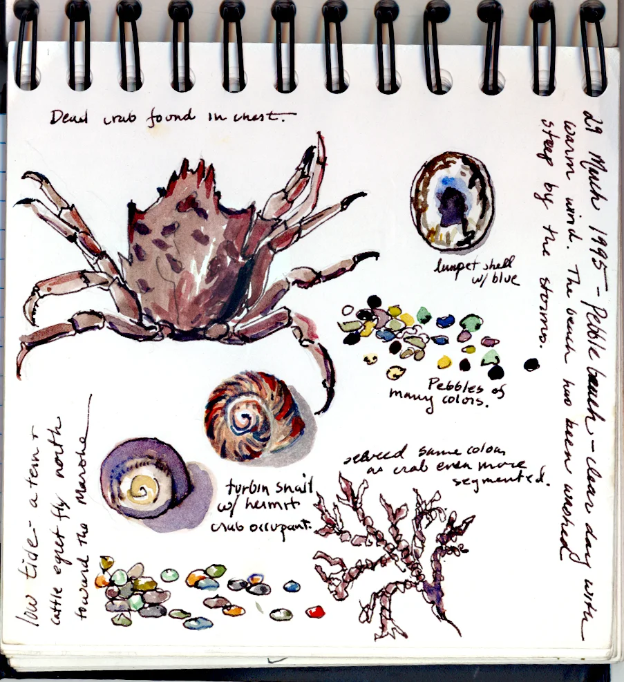 Drawing on Nature:  Course offered Wednesday nights in Winter 2016.