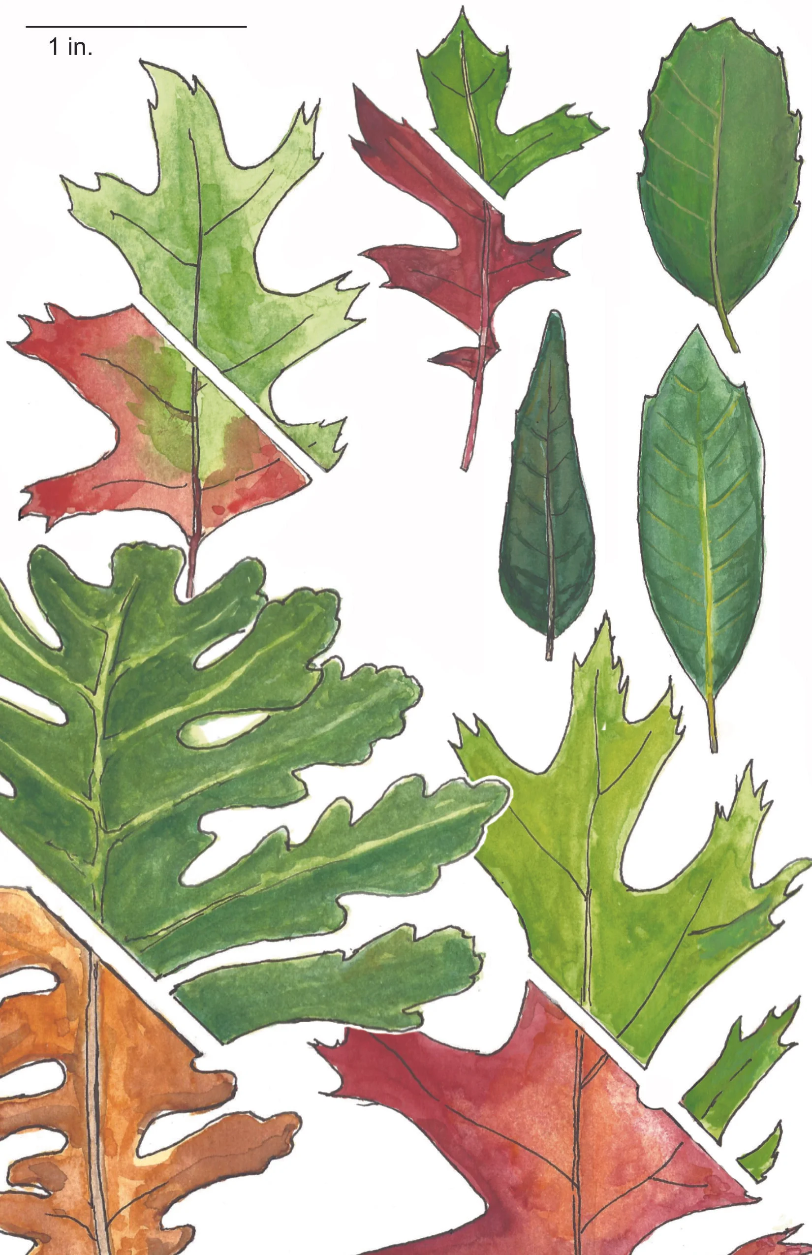 McMillan cover oak guide_2.jpg