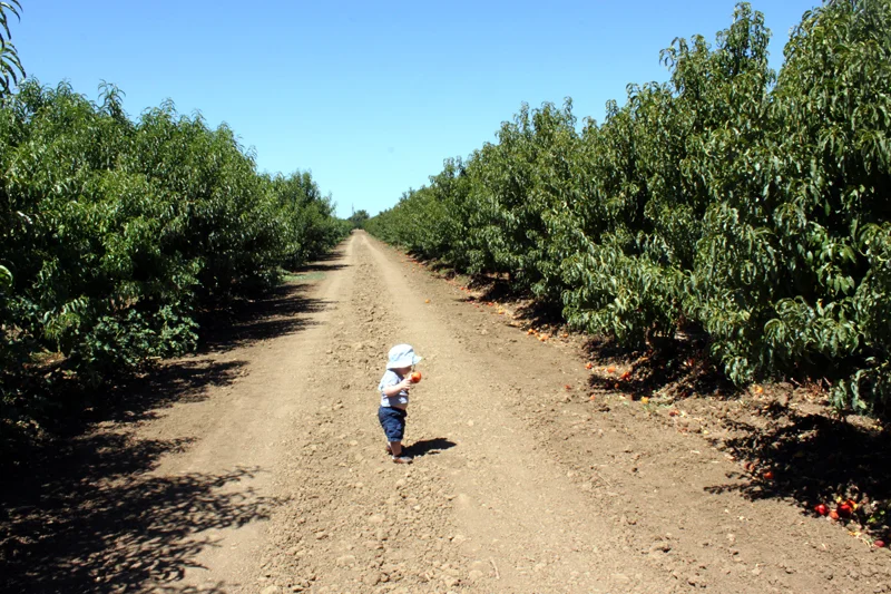 peaches13.jpg
