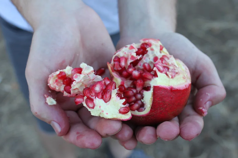 pomegranate2.jpg
