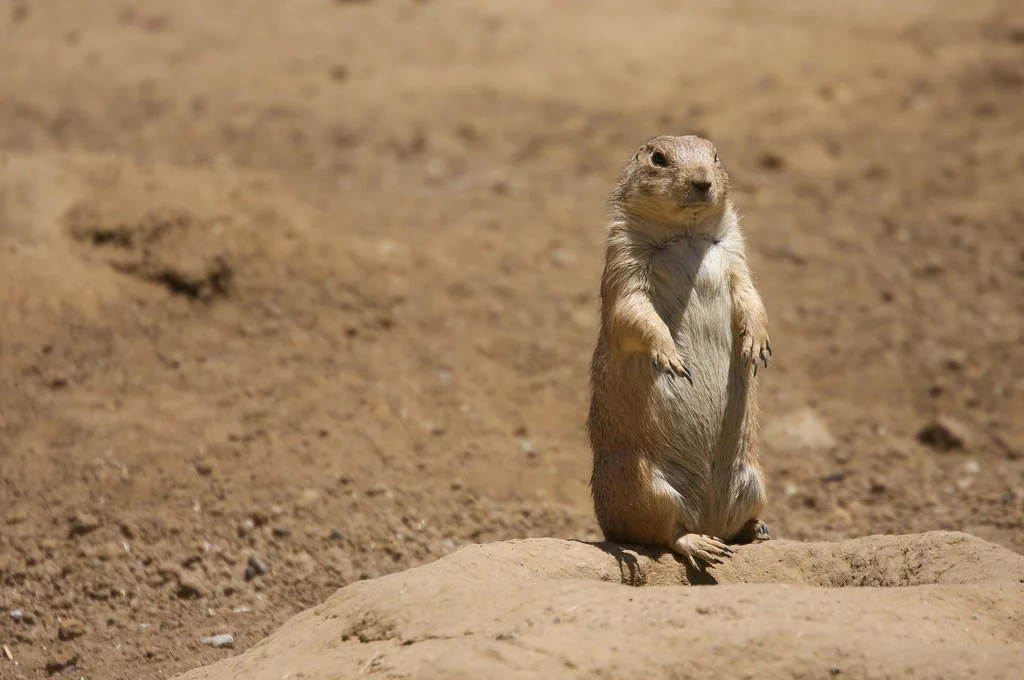 prairie dog 2.jpg